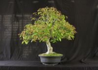 jak uprawiać bonsai w domu 9