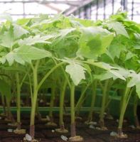как да расте броколи в страната