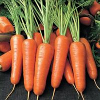 как да получите добра реколта от моркови
