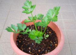 růst celeru na parapetu