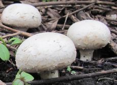 Kako rasti na gljive na mjestu