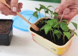 Jak pěstovat sazenice papriky