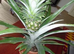 kako ananas raste kod kuće