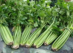 kako uzgajati stablo celera