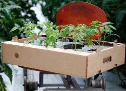Как вырастить крепкую рассаду помидор