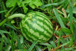 Půda pro vodní melouny