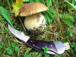jak si vybrat houby v lese