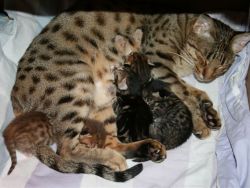 Kako pomagati mački med porodom1