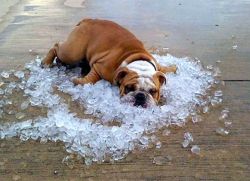 Kako pomagati psu v vročini1