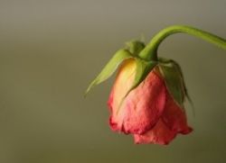как да запазите свежите рози