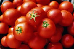 къде да съхранявате домати