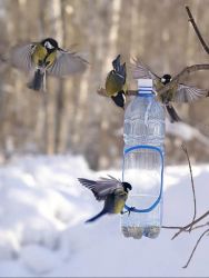 Кормушка для птиц из бутылки