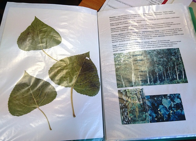 kako napraviti herbarium u školi 15