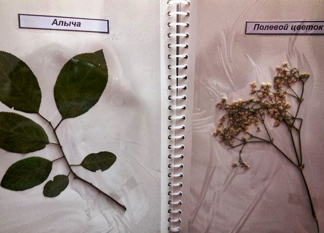 kako izraditi herbarium u školi16