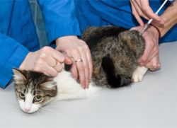 Како направити ињекцију мачке интрамускуларно 1