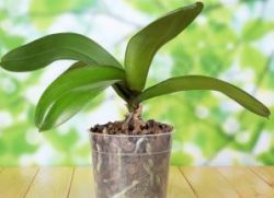 Proč nezačne kvetat orchidej doma