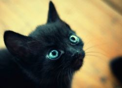 Kako ime crni mačić