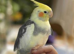 Jak pojmenovat chlapa papouška2
