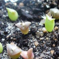 jak sadzić nasiona kaktusa