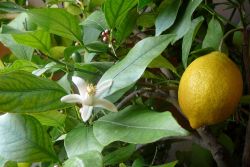 kako presaditi limone