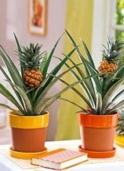 jak sadzić ananasa etapami