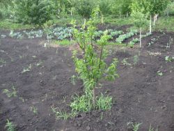 Како посадити орах са орахом