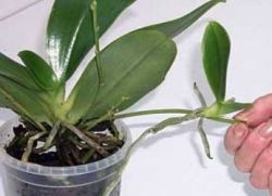 как да семена на орхидея