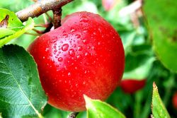 po co sadzić jabłoń