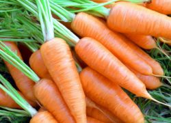 колко да растителни моркови през пролетта