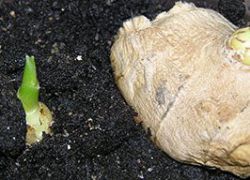 Odrasli ingver, kako saditi