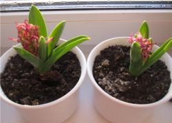 jak umístit hyacint doma