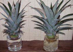 Jak sadzić ananasa