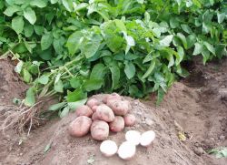 jak sadzić pokrojone w plastry ziemniaki