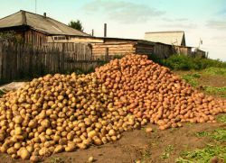 jak prawidłowo sadzić ziemniaki