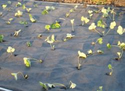 kako saditi jagode na agrovolokno spomladi