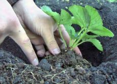 jak prawidłowo sadzić truskawki