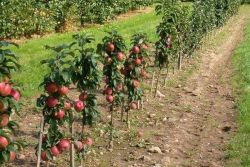 засаждане на колонен ябълка през есента