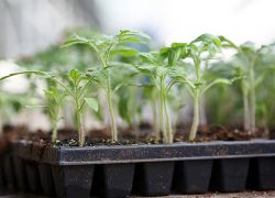 как да засаждат разсад от домати на разсад