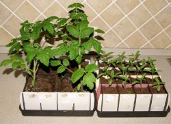 kako saditi paradižnik doma