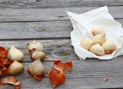 Правила за садњу тулипана на јесен