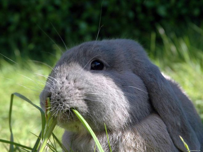 Какой травой можно кормить кроликов