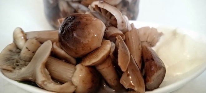 Пражњење горких печурака са пеге и другим печуркама