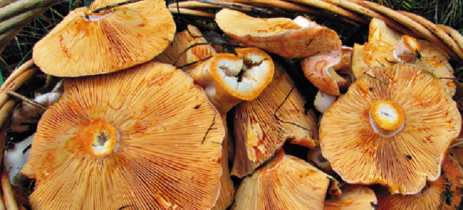 Како сипати печурке