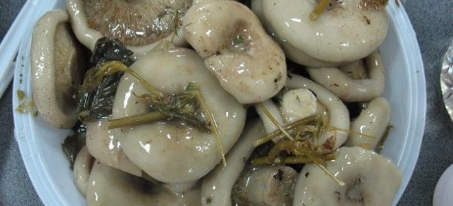 bílé mléčné houby teplé moření