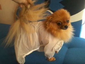 Kako šivanje oblačil za pse16