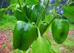 kako rasti sladka paprika sadike