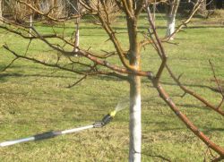 Как да пръскате ябълкови дървета в ранна пролет от вредители