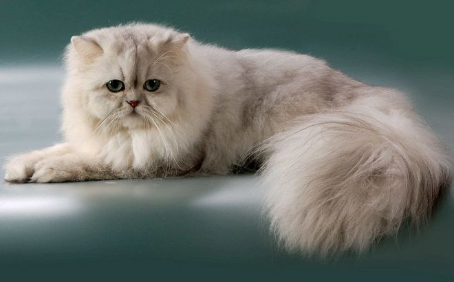 Персийски котка