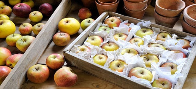 priprava jabolk za skladiščenje