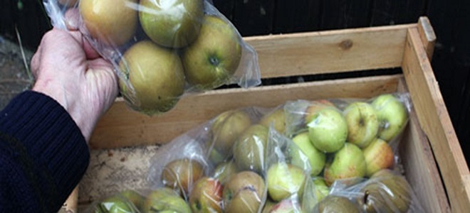 съхраняващи ябълки в пластмасови торбички